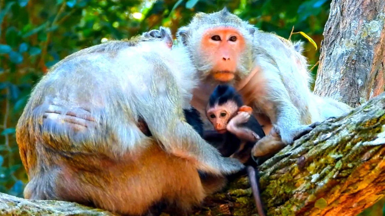 Top Sweet Monkey Family, Scarlet and Blackie Share a Peaceful Break