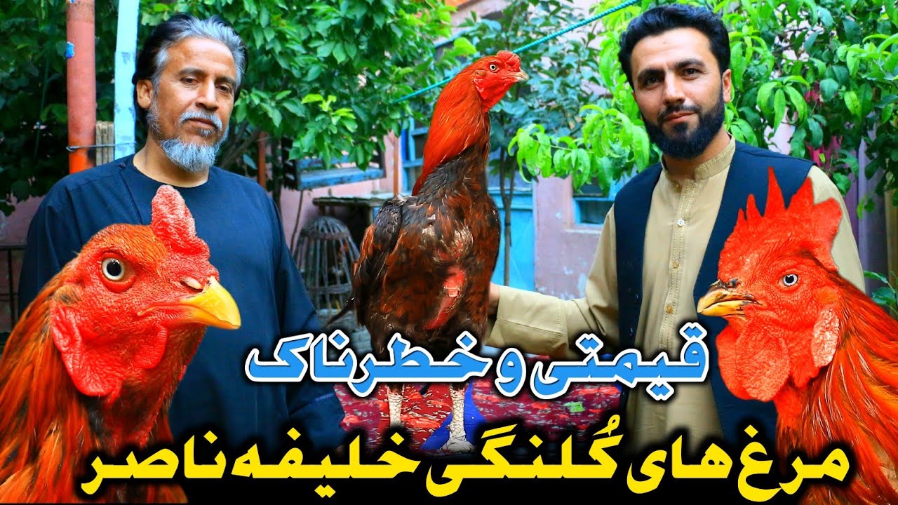 کُلنگی باز مشهور شهر کابل و معلومات عالی در مورد نگهداری مرغ کُلنگی| خلیفه ناصر 