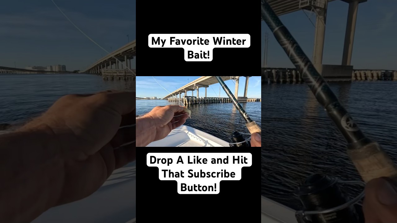 Easiest Way To Catch A Winter Snook! 