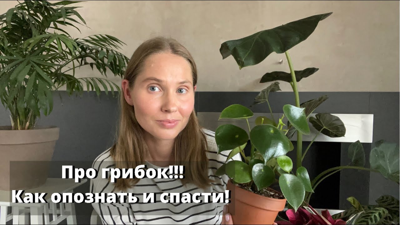 Грибок на растениях. Чем вызван грибок? Как распознать грибок? Как и чем лечить грибок на растении?