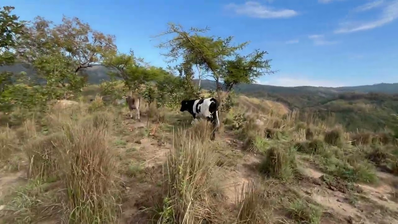 Fuimos a ver las vacas al serró (@)