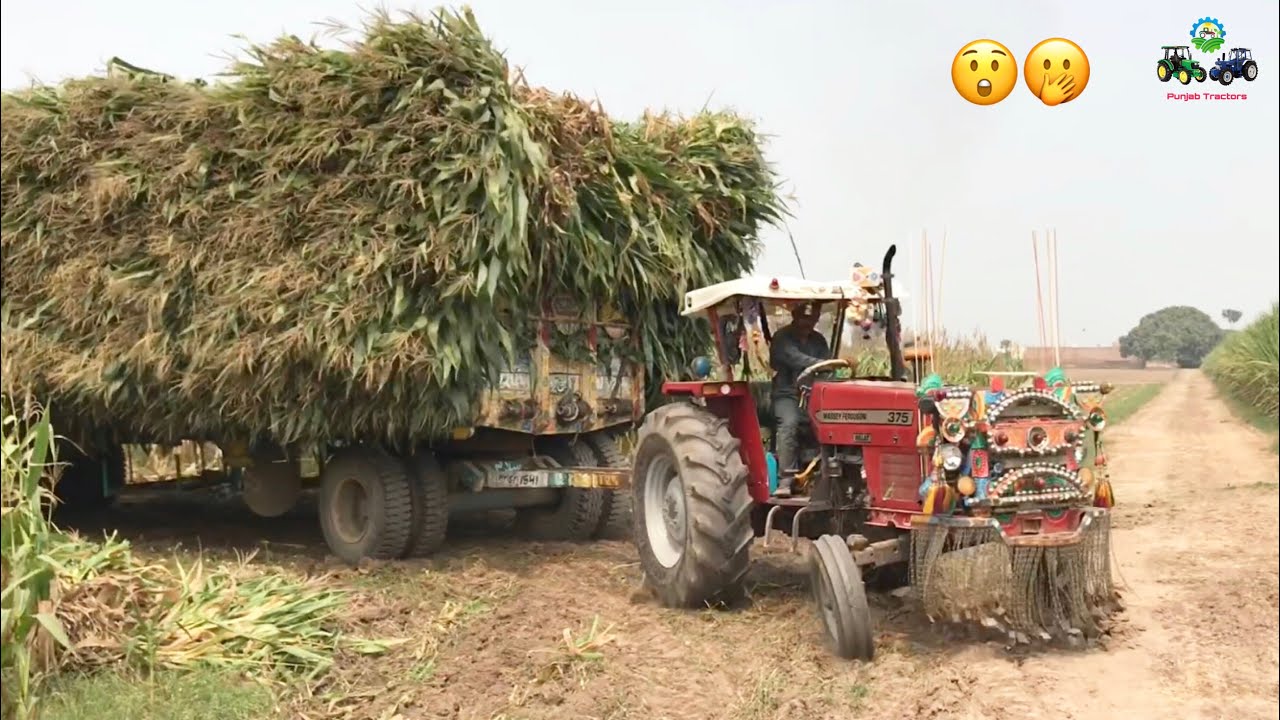 MF 375 Tractor in Action Hard Struggle Pulling Heavy loaded Trailer