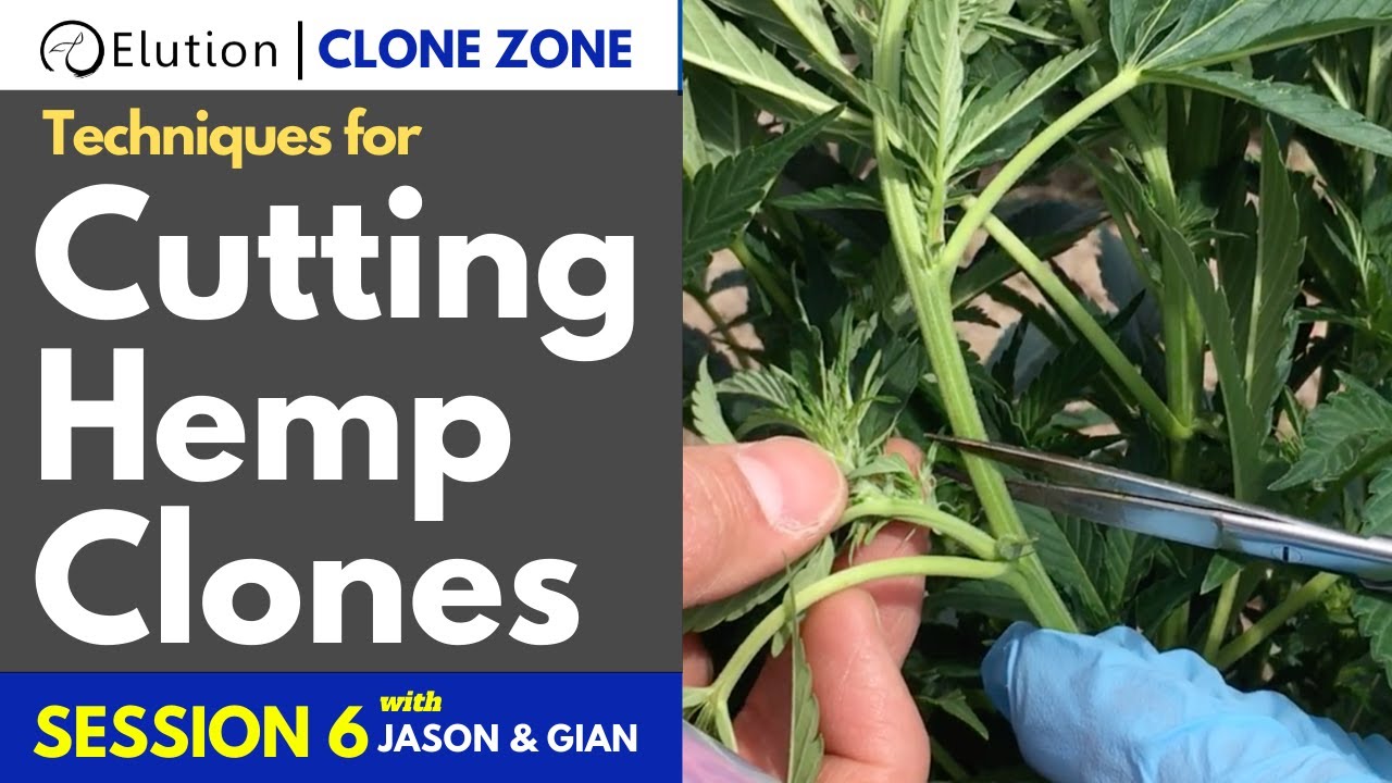 Techniques for Cutting Hemp Clones