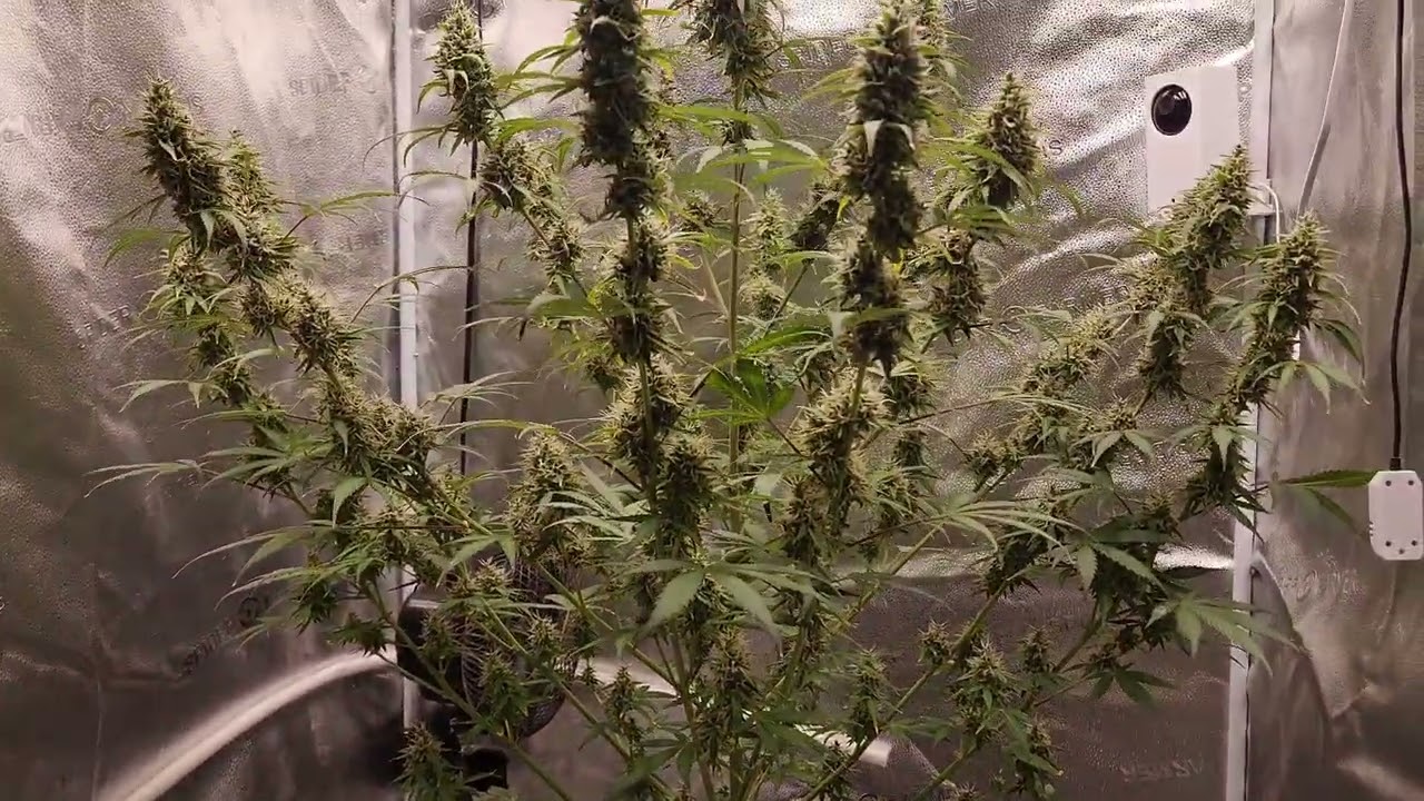 Weekly update Octopot 3gl 3x3 tent autoflower #1 Skywalker og Day 79 fd 51.