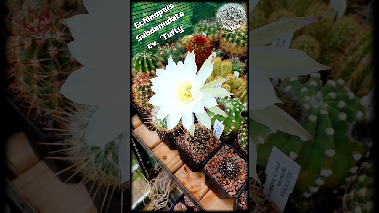 Echinopsis Subdenudata 'Tufty' in Flower | 