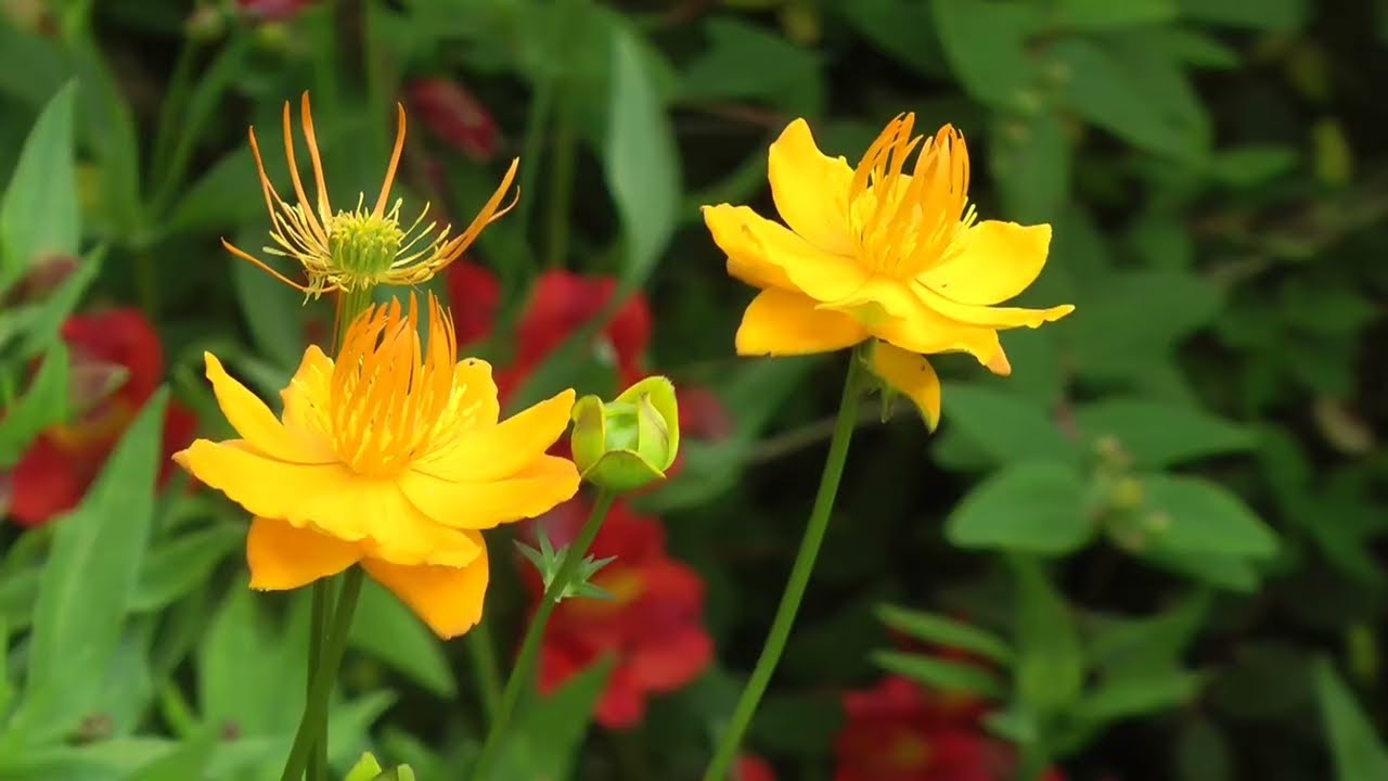 Sissinghurst Castle Garden - June 2025