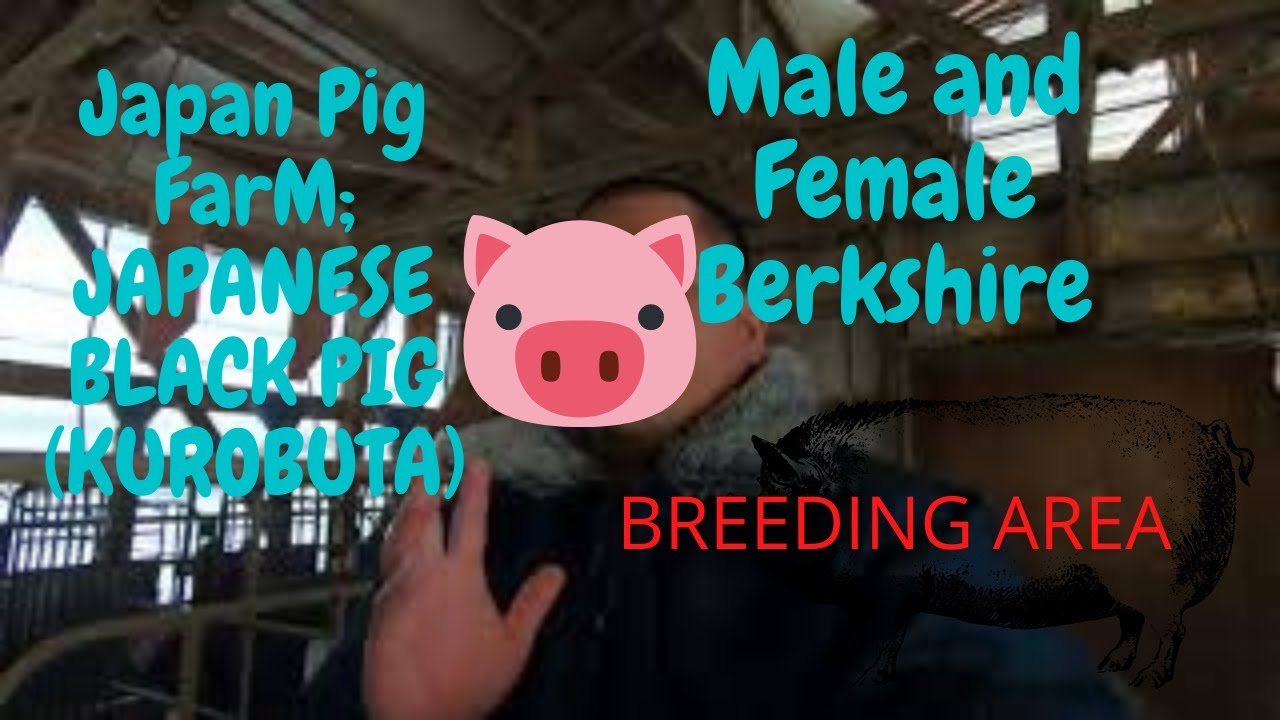 彩の国黒豚 日本の黒豚 JAPAN PIG FARM; JAPANESE BLACK PIG( KUROBUTA); Male and Female Berkshire; Breeding Area.