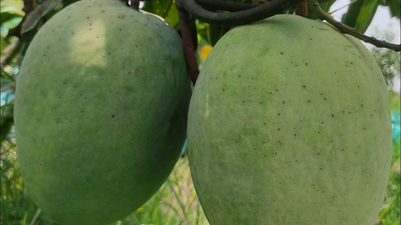 ফোর কেজি আমের এক একটার ওজন চার কেজি #mango #gardening #farmong