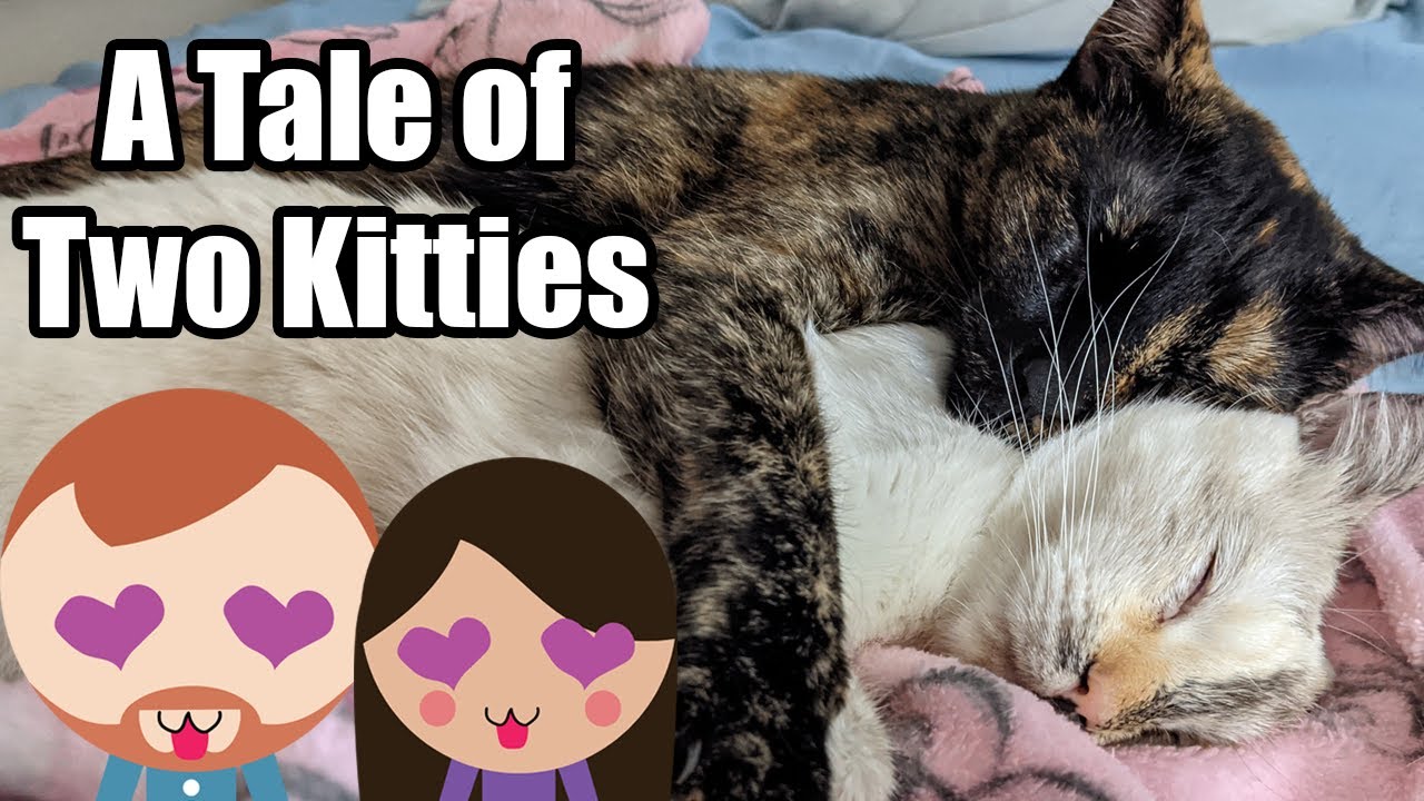 One Year After Adopting a Bonded Pair of Rescue Cats