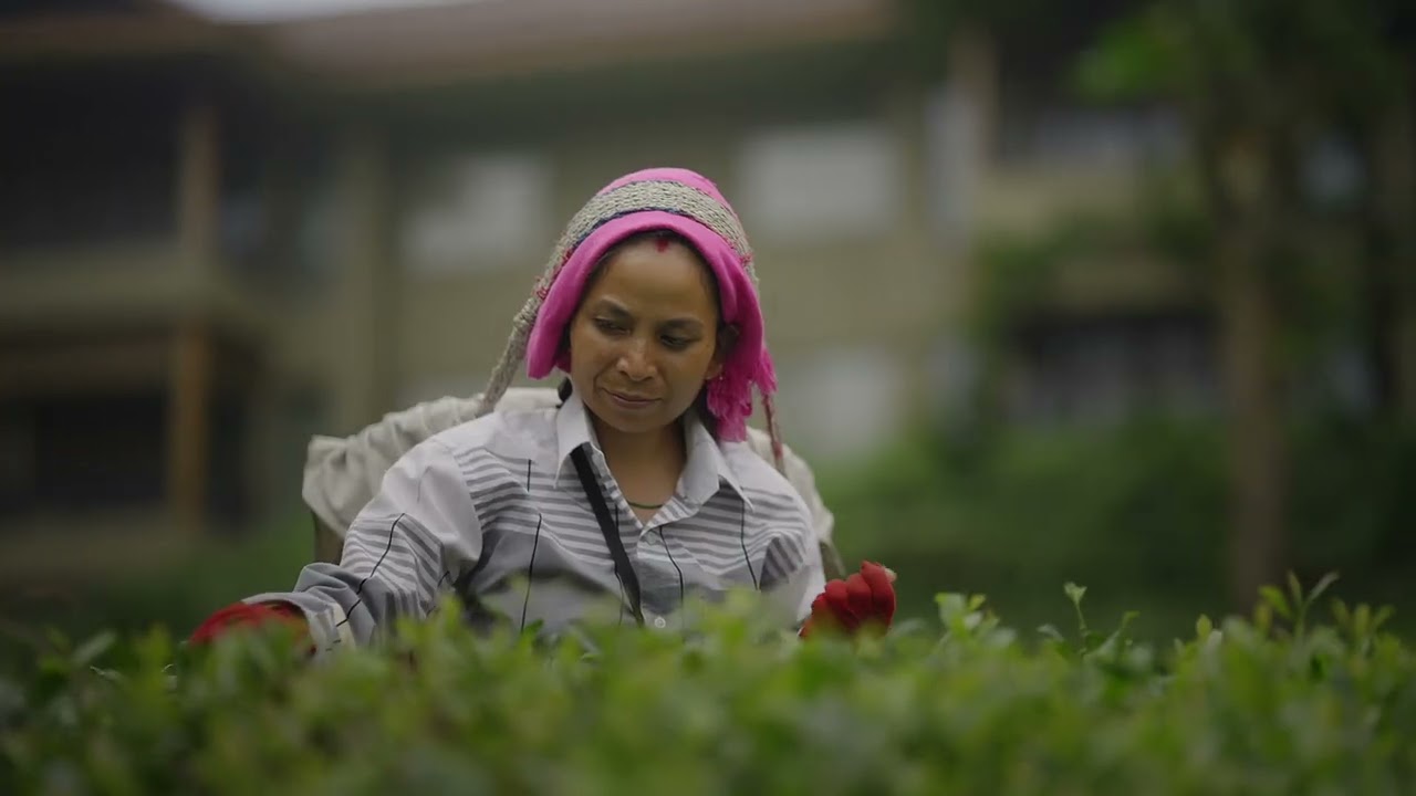 TAJ Chia Kutir Resort & Spa, Darjeeling | Film