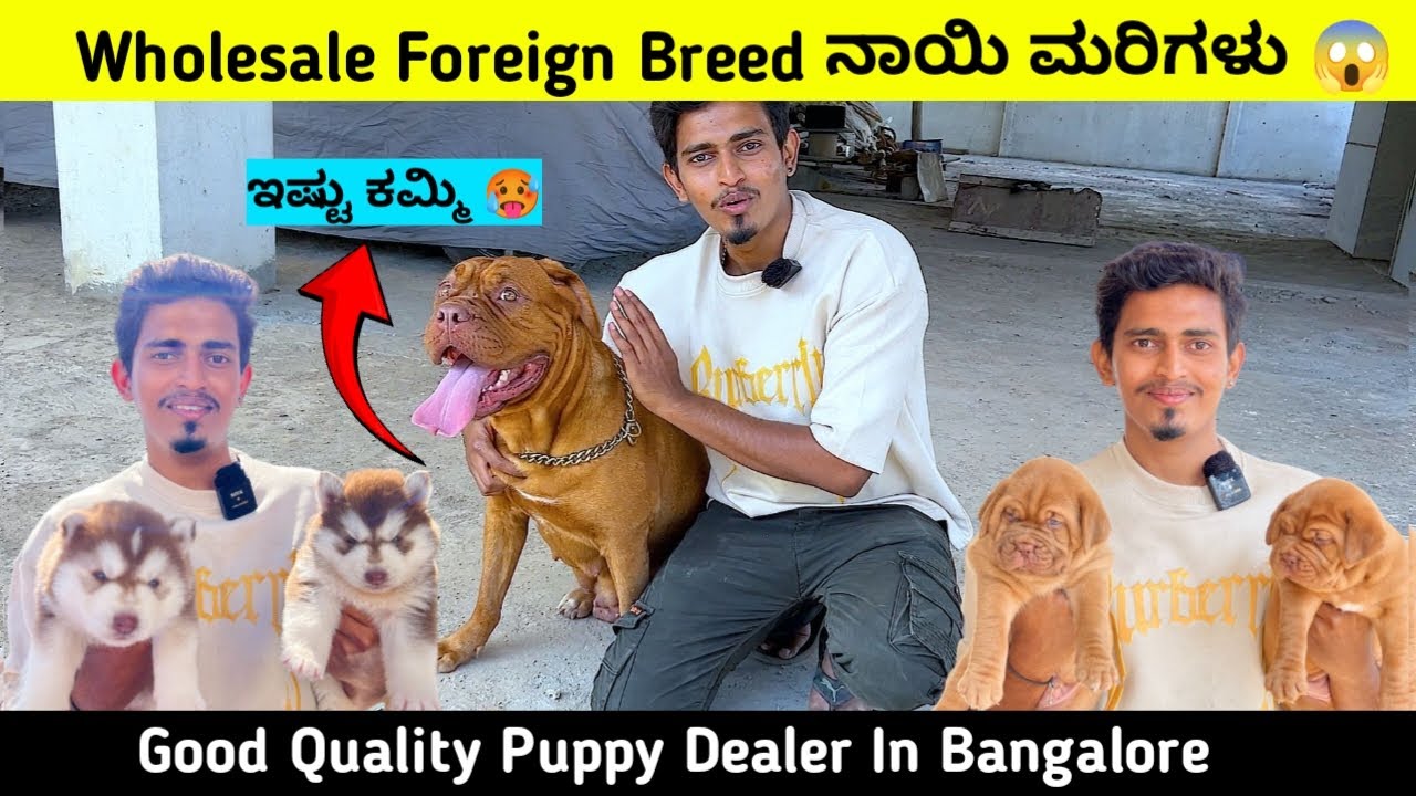 Foreign Breed Puppies At Wholesale Price | Wholesale Puppies In Bangalore |