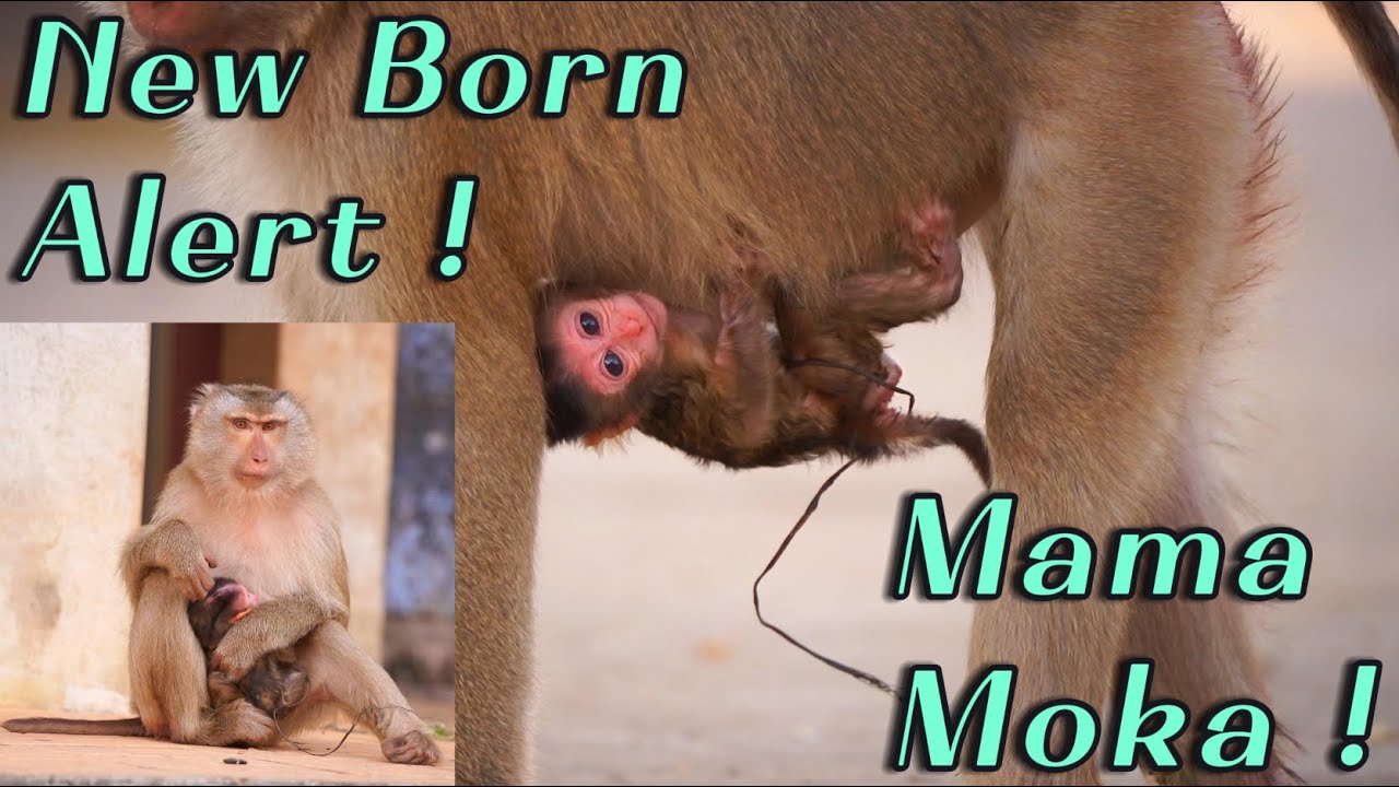 🔴Congratulations Mama Moka | Safe Birth of a Healthy Newborn Baby Monkey (Gender Not Yet Known)