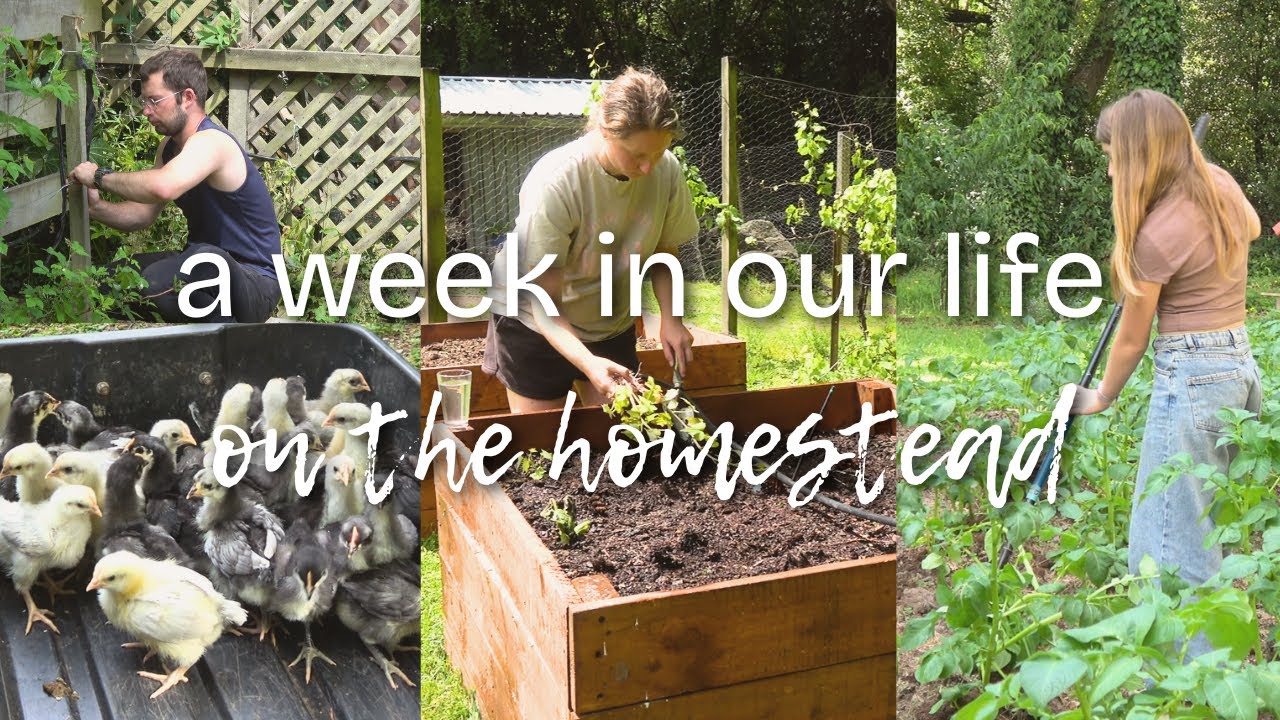 What a Week in Spring Looks Like on Our New Zealand Homestead