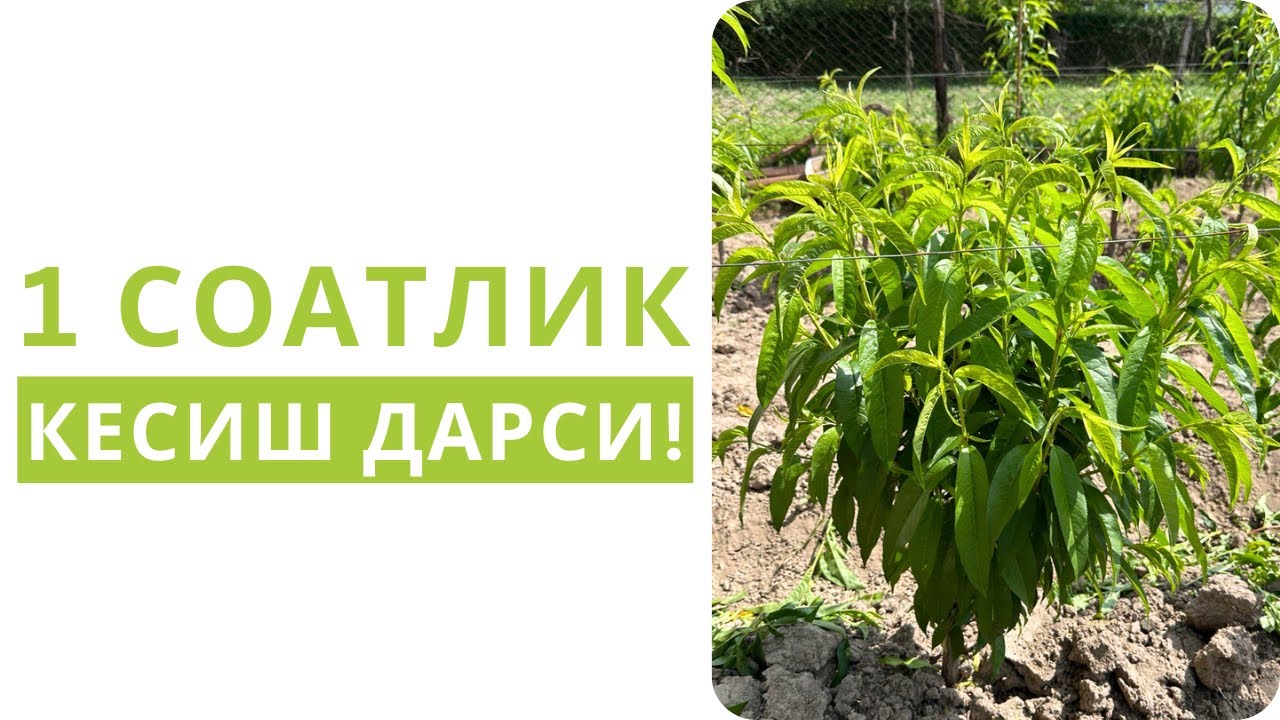 МЕВАЛИ ДАРАХТЛАРНИ КЕСИШ БЎЙИЧА 1 СОАТЛИК АМАЛИЙ ДАРС!