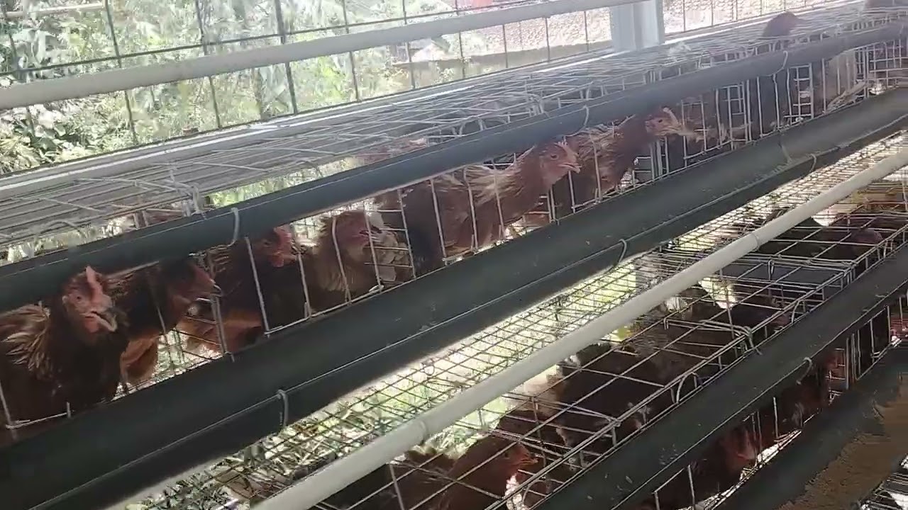 Survey kandang ayam dipruntusan