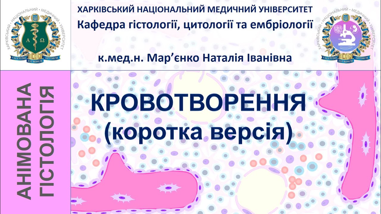 Кровотворення. Коротка версія. Гістологія