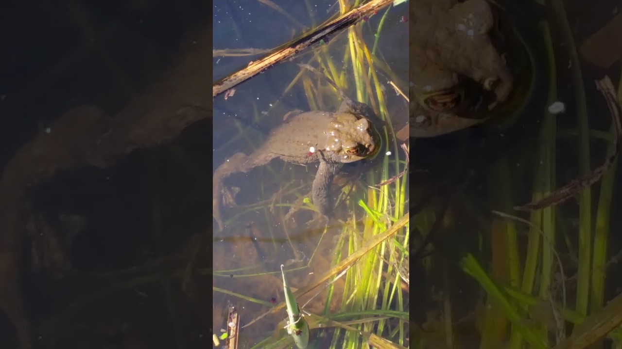 Batraciens dans une marre (grenouilles et crapauds)