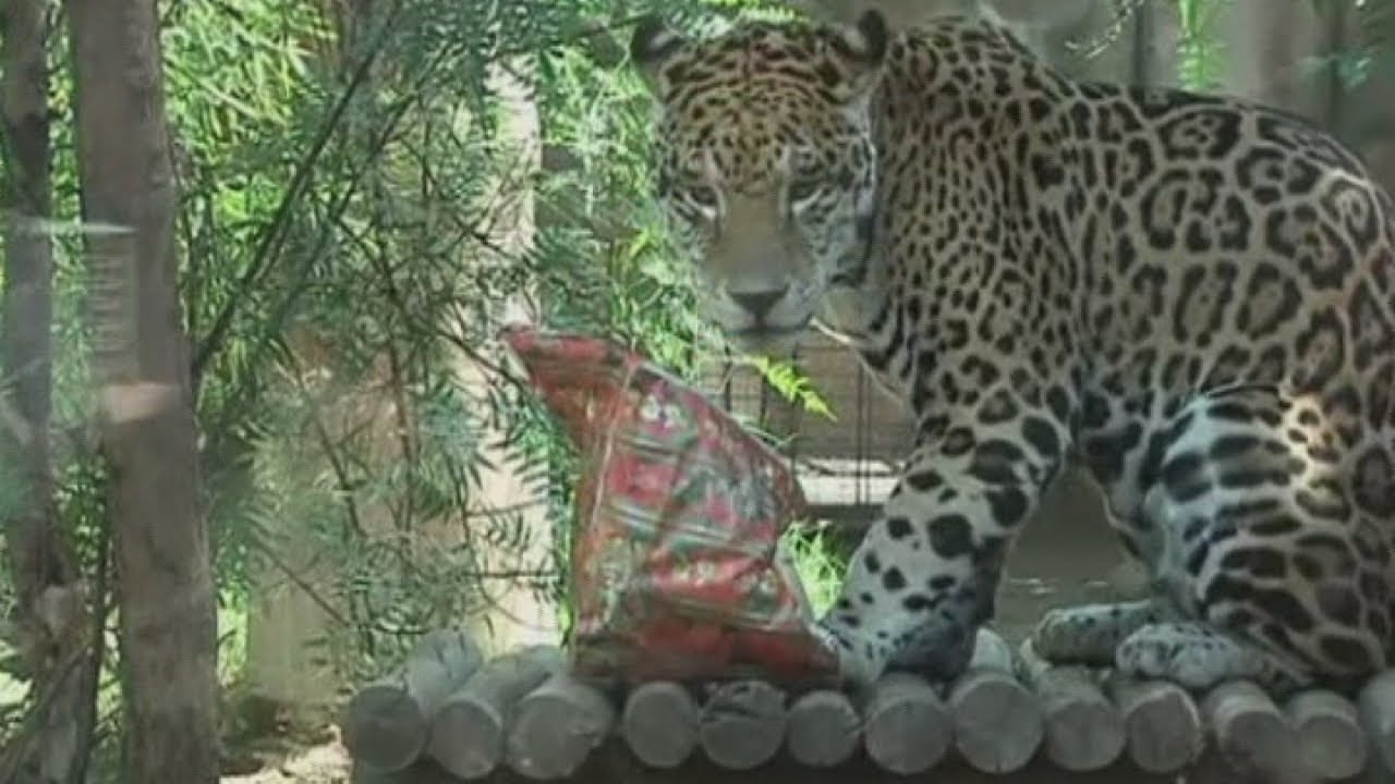 Cute animals in Santiago zoo, Chile, enjoy Christmas gifts