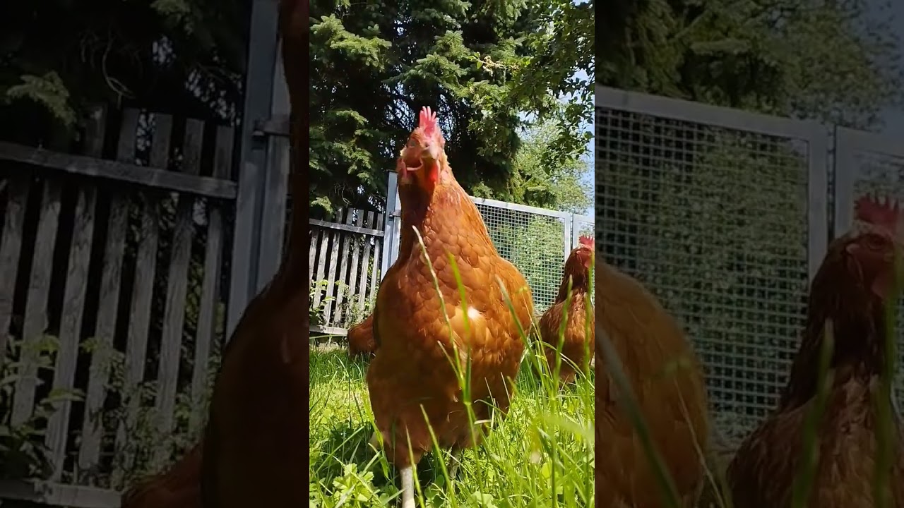 #boogls #boog #helgeschneider #möhrchen #hühnerglück #huhn