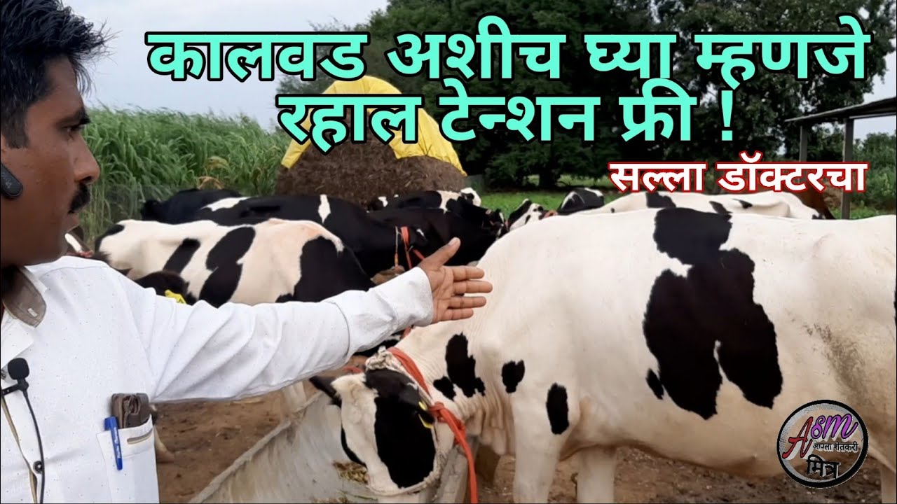 #कालवडी कश्या निवडाव्यात #गाभण असणे कधीही उत्तम  (22 August 2020)