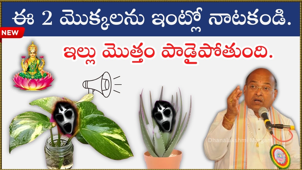 మీరు చనిపోయినా పర్వాలేదు కానీ, ఈ 2 Dangerous Plants ఇంట్లో ఉంచకండి – Health Tips