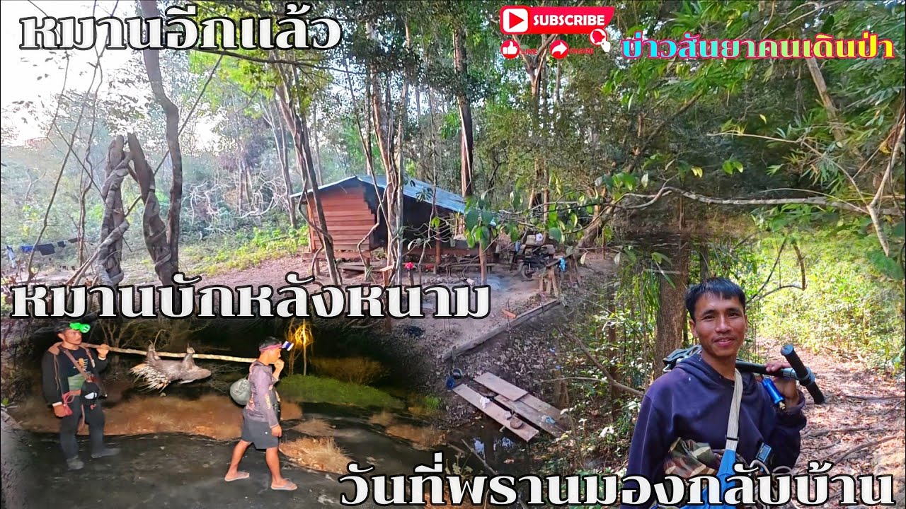 #หมานอีกแล้ว#บักหลังหนามใหญ่#เสียดายพานมองกลับบ้านก่อน
