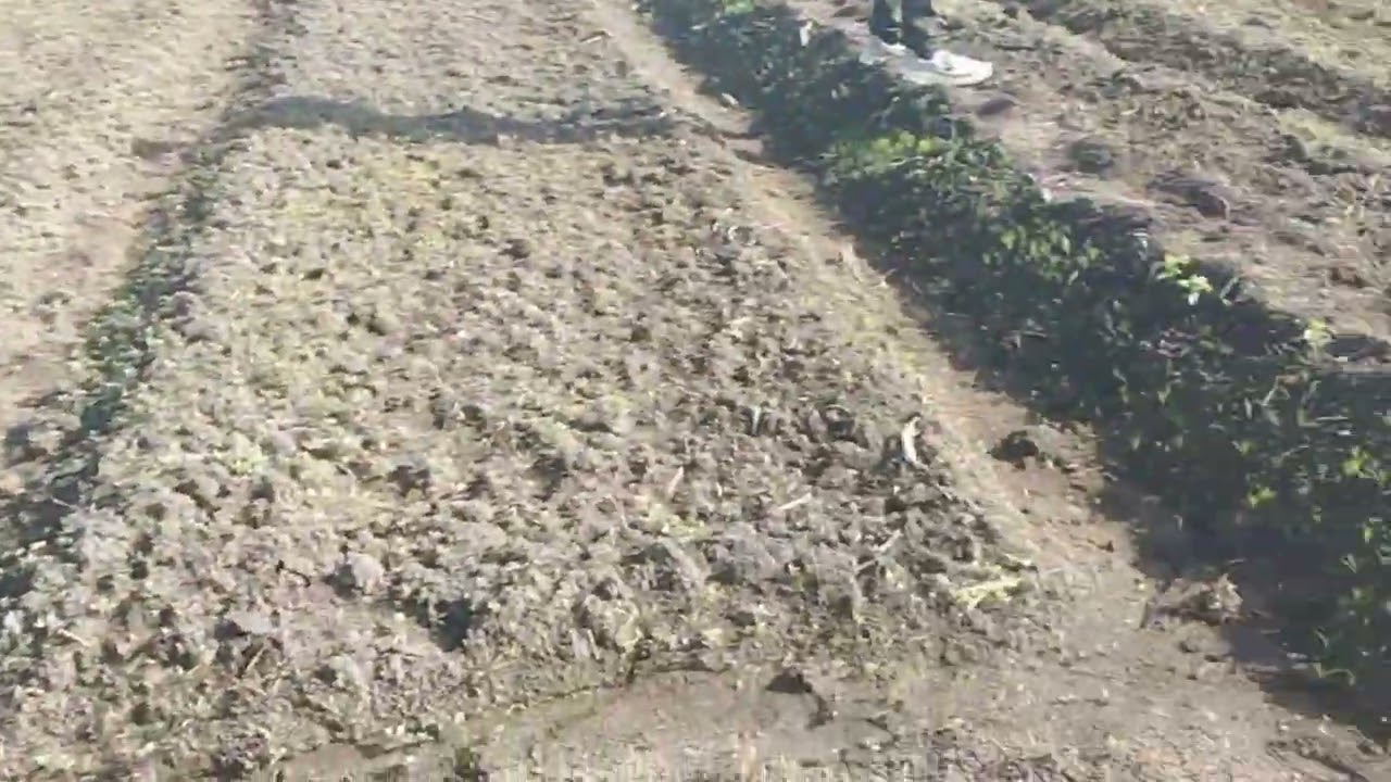 زراعة الكمون ازرع فدان كمون واحصل على أرباح 300ألف جنيه في الموسم