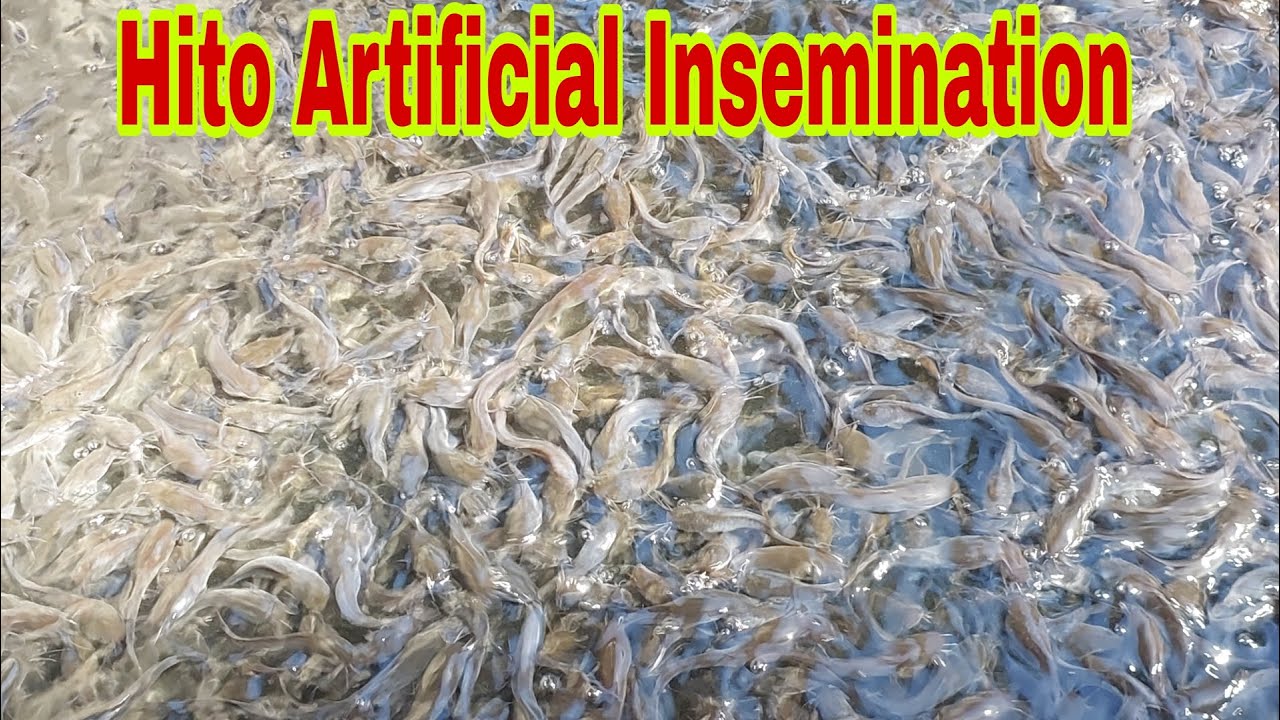 Hito Artificial Insemination upto 60% Survival Rate in Mang Diego Integrated farm