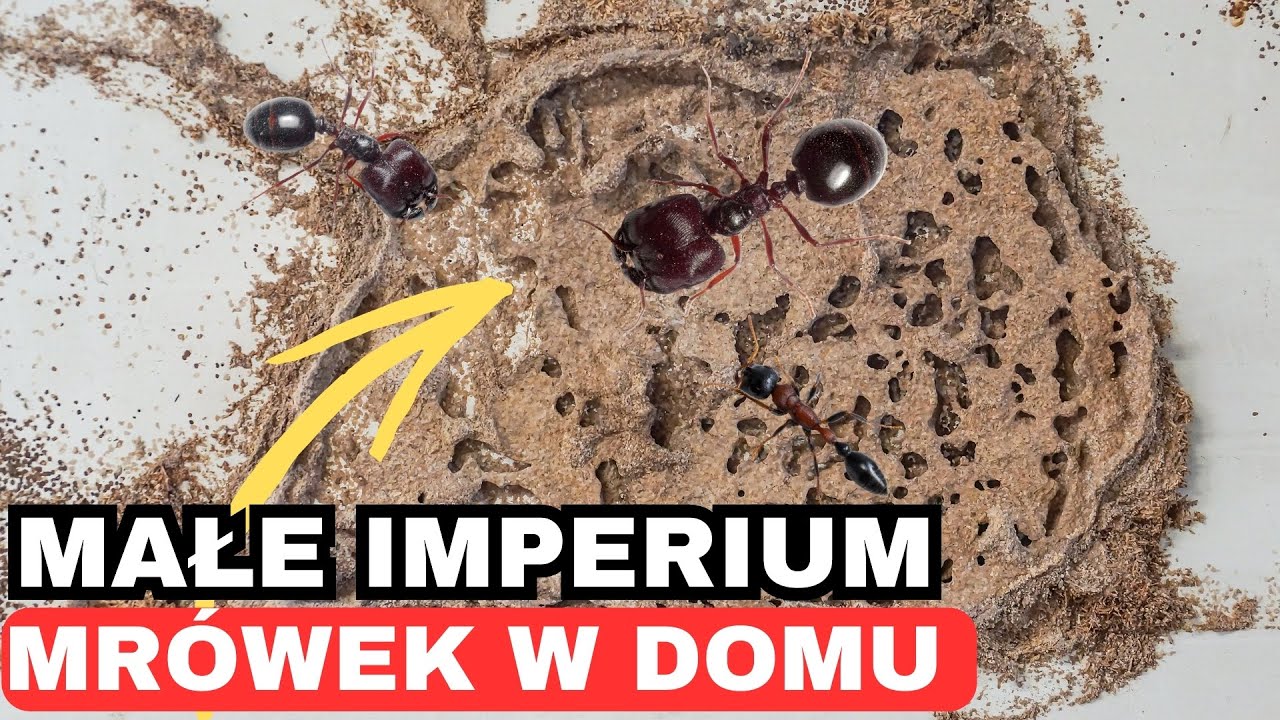 Zobacz jak mr&oacute;wki reagują na nowe gniazdo korkowe!