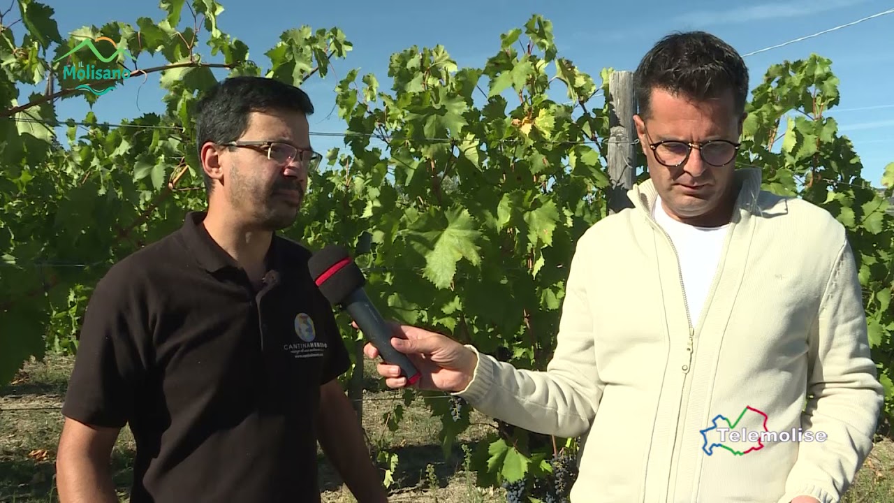 Il Molisano - Puntata 11 - La tintilia, vino 'eroico'