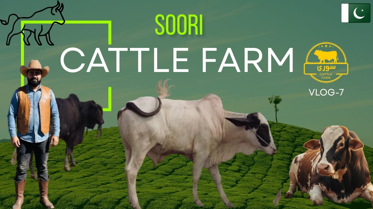 BUILDING THE FUTURE: Modern Soori Cattle Farm Construction Update VLOG 7