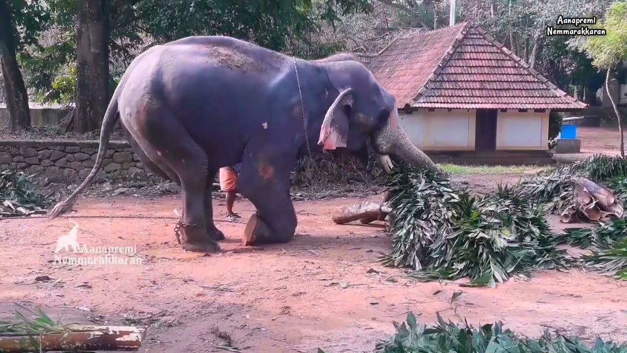 മുട്ടുകുത്തി തീറ്റ എടുക്കുന്ന Rajashegaran Elephant at Guruvayur Kotta || ഗുരുവായൂർ രാജശേഖരൻ💖