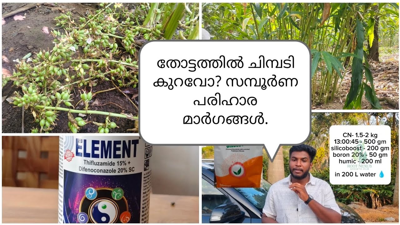 ചിമ്പടി കുറവുള്ള തോട്ടങ്ങളിൽ ചിമ്പടിക്കാനുള്ള ഫലപ്രദമായ മാർഗങ്ങൾ Cardamom February#cardamom#idukki 