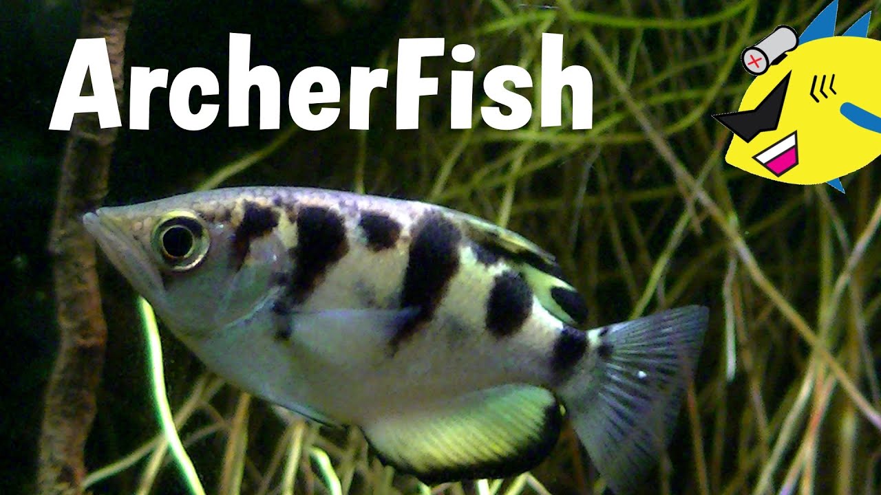 Archerfish Profile: Care and Feeding