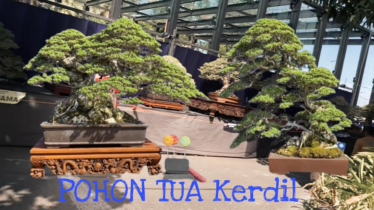 INSPIRASI POHON BONSAI INDAH