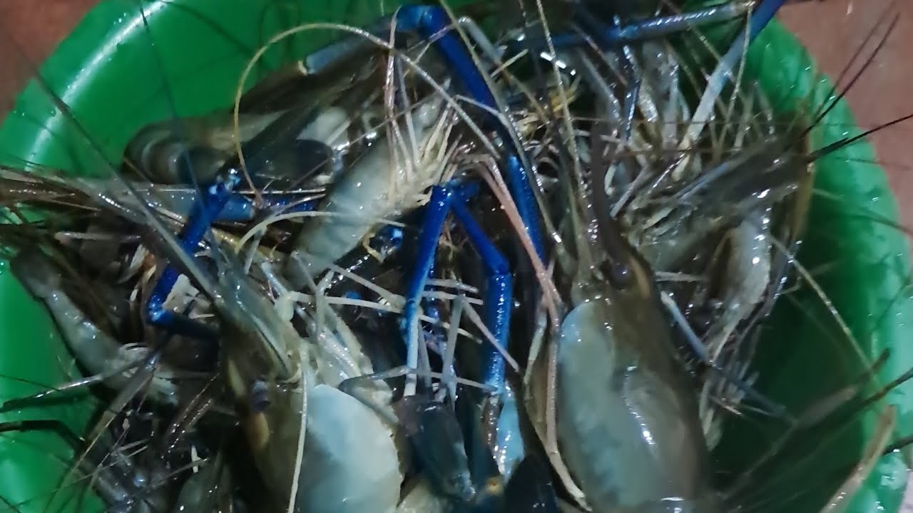 Hasil nya cukup buat stok puasa #mancing 