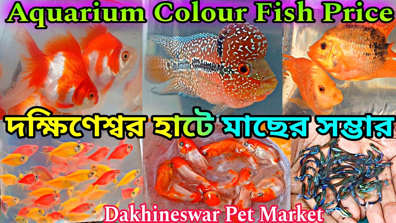 দক্ষিণেশ্বর হাটে মাছের সম্ভার 🐠🐬 Aquarium Colour Fish Price 🐟🐠 Dakhineswar Pet Market