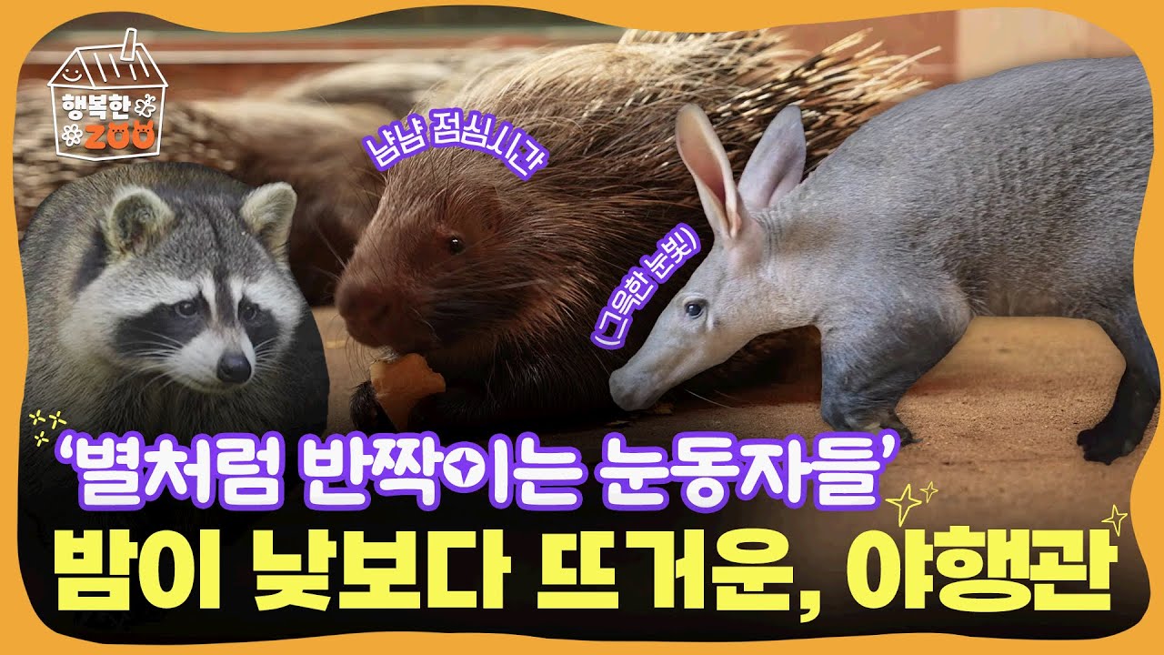 '별처럼 반짝이는 눈동자들' 밤이 낮보다 뜨거운, 야행관🦇