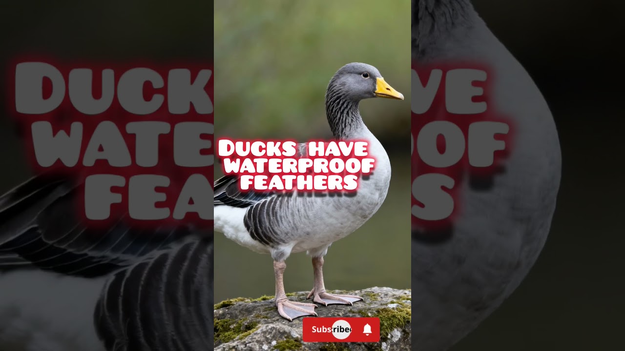 ducks    soothing voice.                                    #duck #duckrescue #ducks #soothingvoice