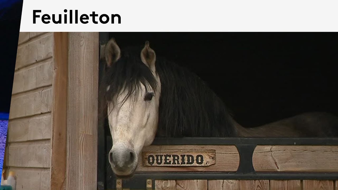 Dans les coulisses de Pégase Prod spécialiste chevaux pour le cinéma