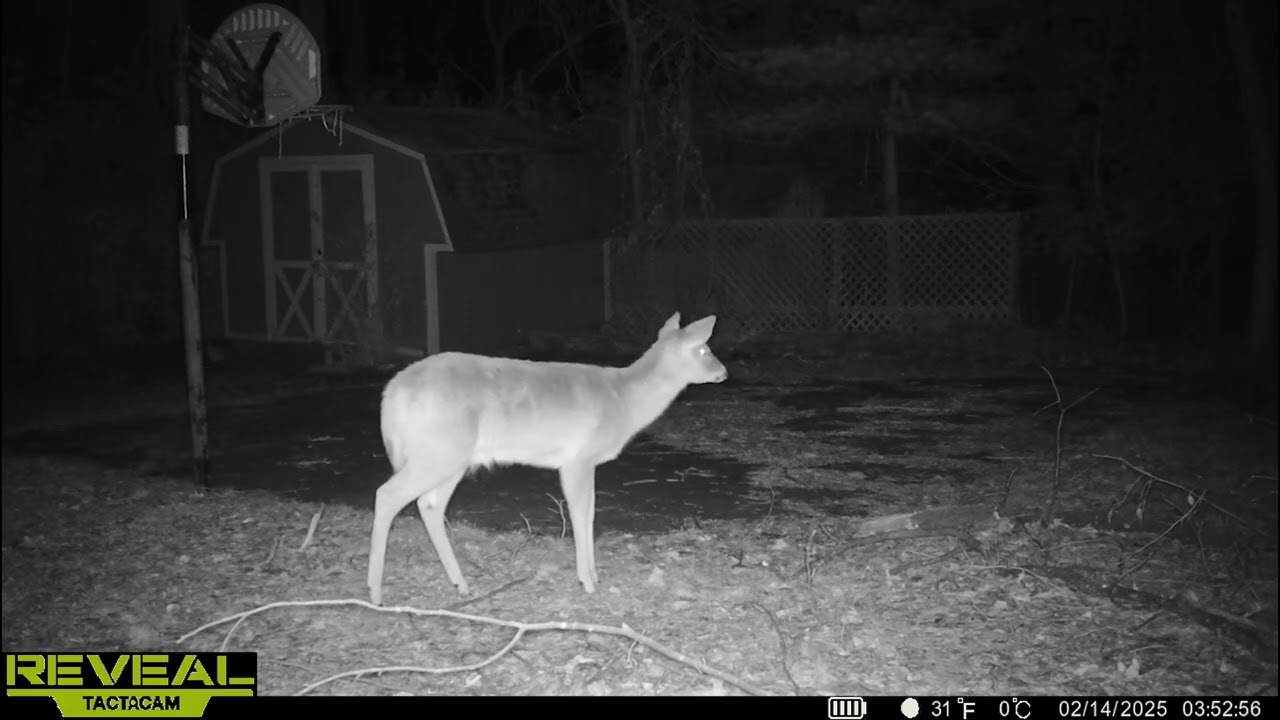 February 2025 Trail Camera