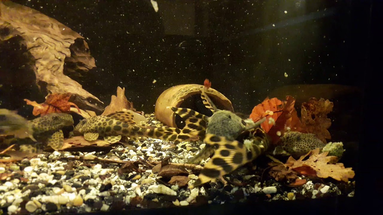 L124 - Ancistomus sabaji ( pleco - L-welse )