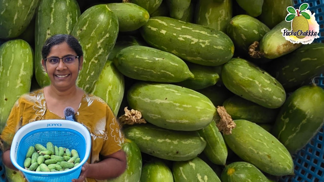 Kovakka Harvest / കോവക്ക വിളവെടുപ്പ് / Karala Style 