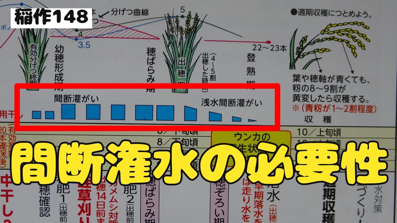 【間断潅水はなぜ必要なのか？】稲とヒエの水根と畑根