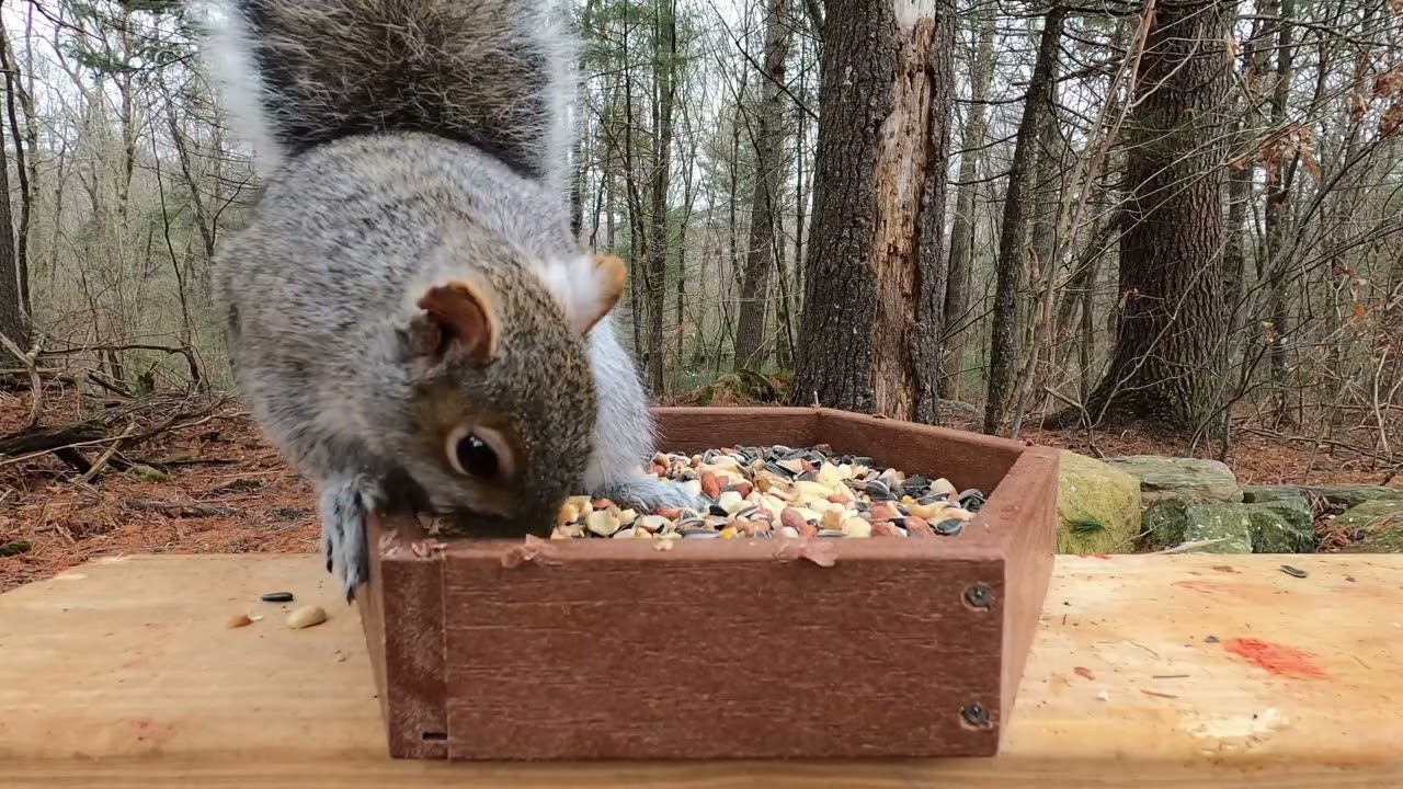 Squirrel Snacking