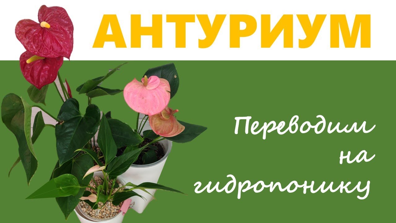 АНТУРИУМ: перевод на фитильный полив и другие виды гидропоники. Правила перевода в разные грунты
