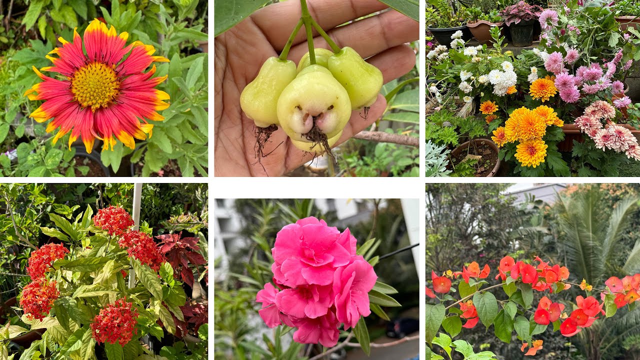 Terrace garden update 🪴Harvest,fertilizer ,fruit and flowers 🌺🍊