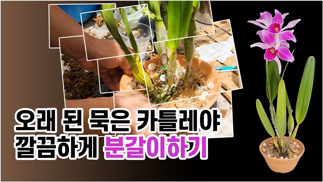 오래 묵은 카틀레야 분갈이하기!! C. purpurata -  난알아요