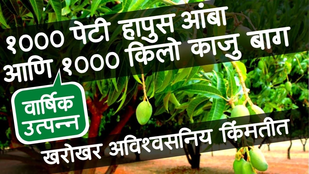1000 पेटी हापूस आंबा आणि 1000 किलो काजू देणारी बाग.. खरोखर अविश्वसनीय किंमतीत !