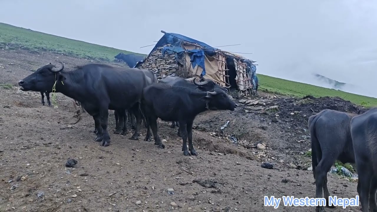 “In our area, cows and buffaloes are raised while grazing on the mountains.”